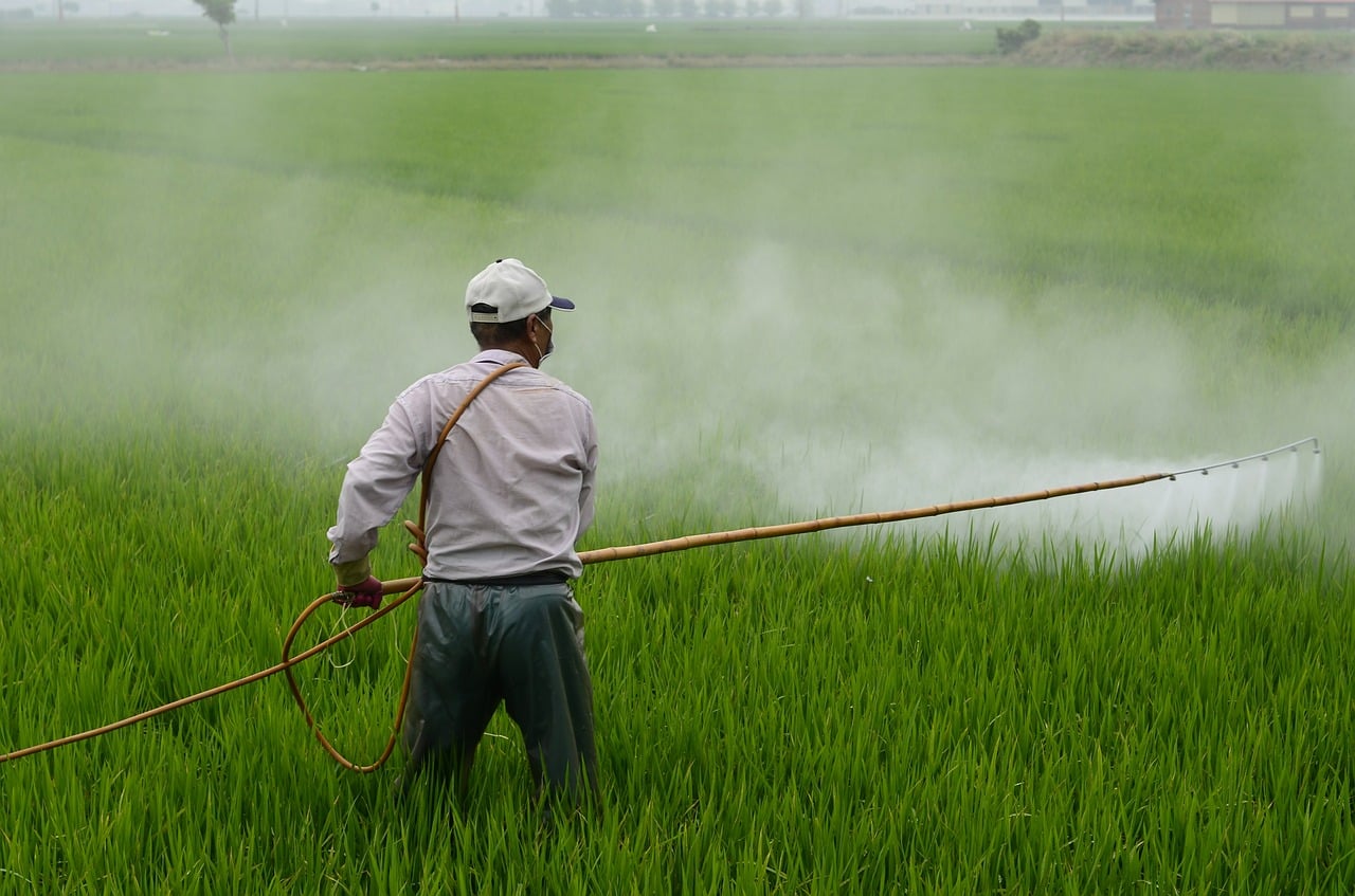 herbicide, farmer, in rice field-587589.jpg